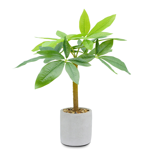 フェイクグリーン パキラ